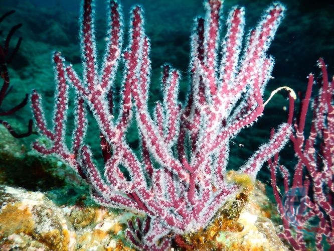 corales blandos del mar caribe